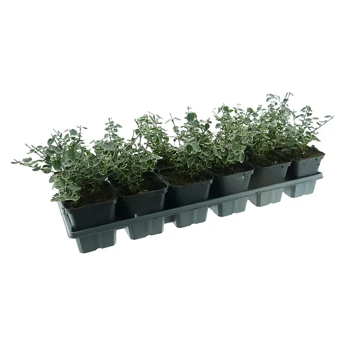Spindelstrauch - Euonymus fortunei 'Emerald Gaiety', Grün/Weiß, 12 Stk. - Mehrere kleine bunte Pflanzen in schwarzen Töpfen, angeordnet in einer grauen Anzuchtschale aus Kunststoff.