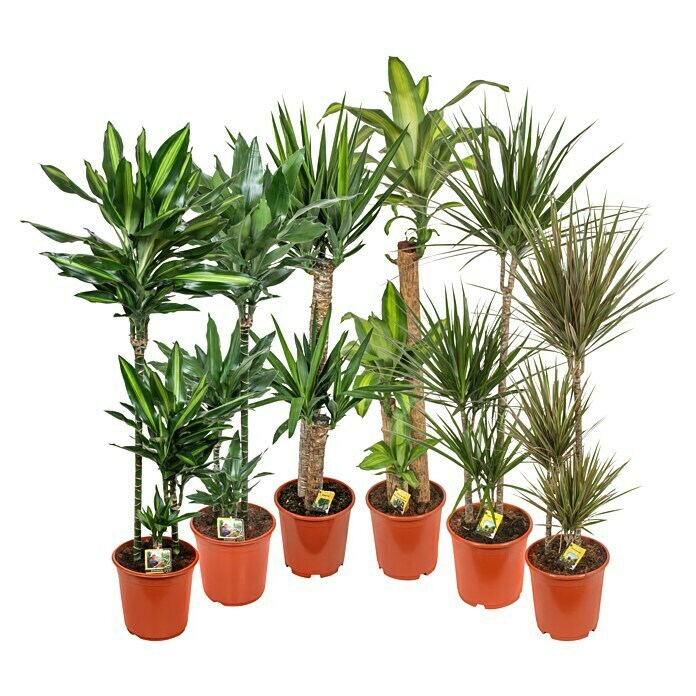 Piardino Grünpflanzen (Topfgröße: 24 cm)