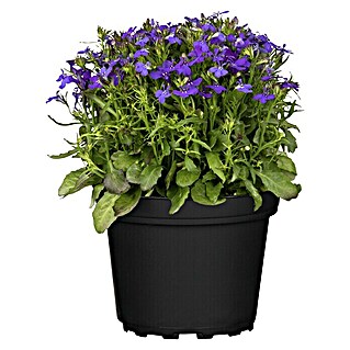 Piardino Lobelie (Lobelia 'Laguna', Blütenfarbe: Blau)