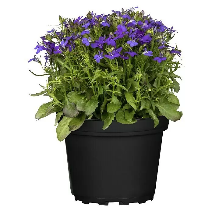 Piardino Lobelie - Lobelia 'Laguna', Blütenfarbe: Blau - Vorderansicht