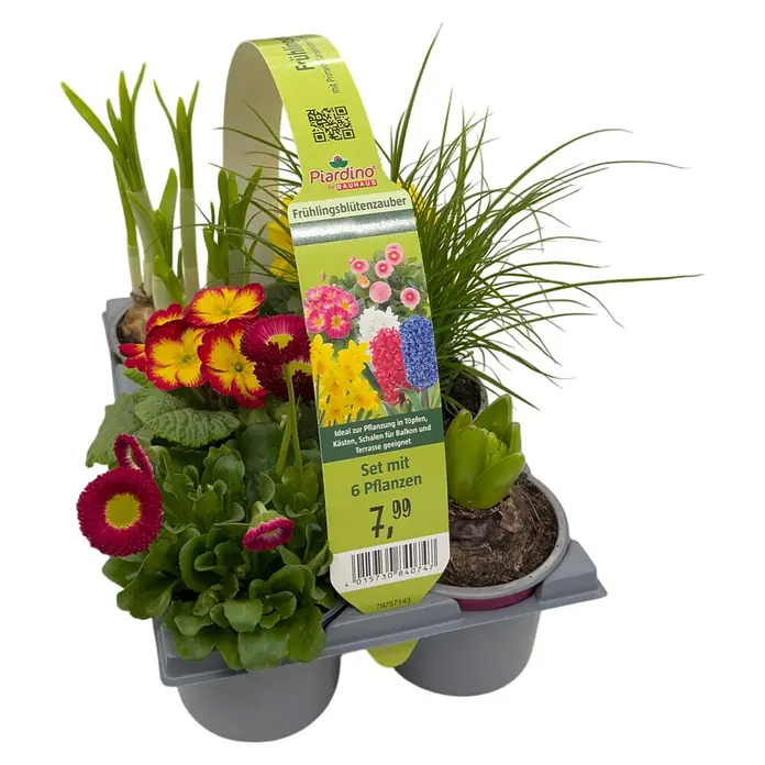 Piardino Frühlingsblumenzwiebel-Mix - 6 Stk. - Set aus 6 verschiedenen Frühlingsblumen in Töpfen, darunter Primeln und Zwiebelblumen, in einer grauen Kunststoffschale mit Etikett.