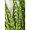 Piardino Aloe vera