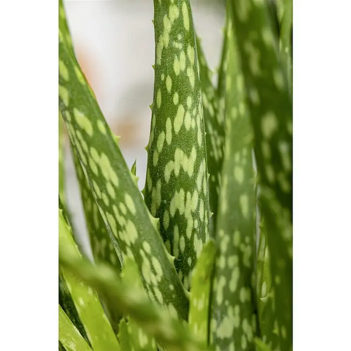 Piardino Aloe vera - Aloe Vera, Topfgröße: 12 cm - Nahaufnahme einer Aloe-Pflanze mit grünen Blättern und hellen Flecken. Die stacheligen Blattränder sind gut sichtbar und die Pflanze wirkt saftig und frisch.