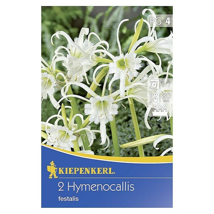 Bulbi da fiore Kiepenkerl Hymenocallis festalis