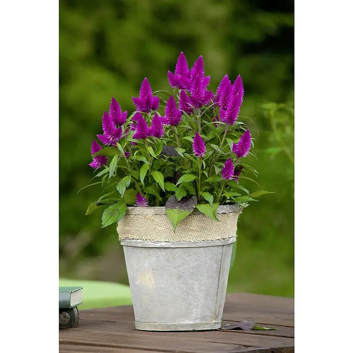 Piardino Celosia argentea - Celosia argentea var. plumosus, Tamaño de maceta: 14 cm - Primer plano de una planta en maceta con vibrantes flores de Celosia moradas sobre una mesa, ideal para decoración interior y exterior.