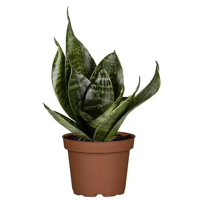 Piardino Bogenhanf MinisSansevieria, Topfgröße: 7 cm, Gelb-Grün
