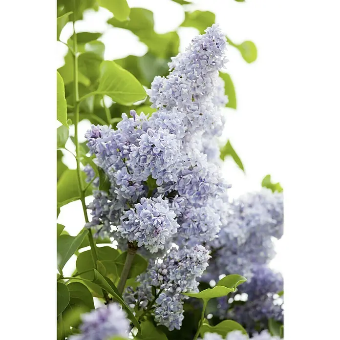 Piardino Flieder - Syringa vulgaris, Topfgröße: 23 cm - Nahaufnahme von duftenden, blasslila Fliederblüten, die an einem sonnigen Tag am Strauch blühen. Die Blüten sind dicht und üppig.