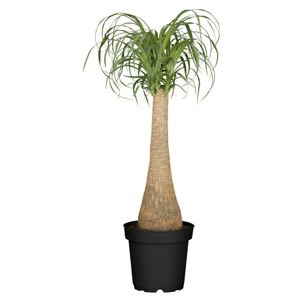 Elefantenfuss Kaufen 150 Cm