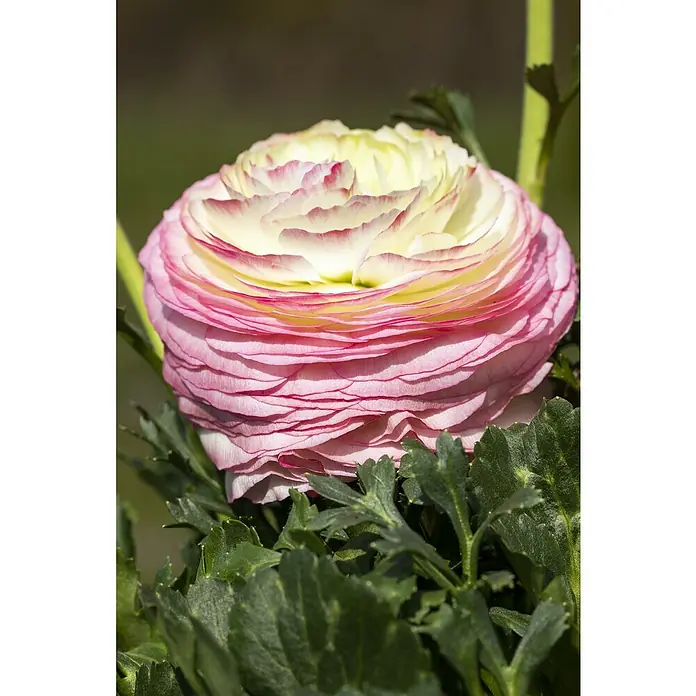 Piardino Ranunkel - Ranunculus Hybride, Topfgröße: 23 cm - Eine lebendige Blume mit zahlreichen geschichteten rosa Blütenblättern, die in ein hellgelbes Zentrum übergehen, umgeben von grünen Blättern.