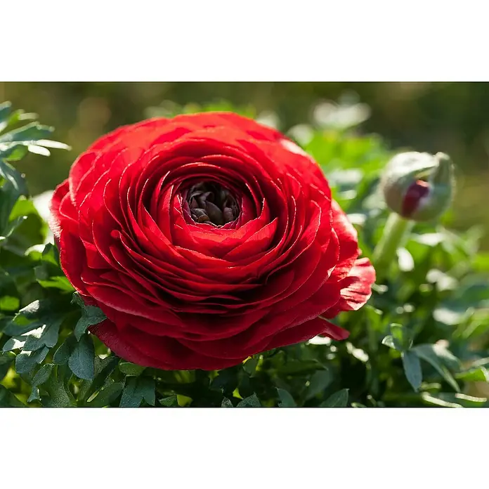 Piardino Ranunkel - Ranunculus Hybride, Topfgröße: 23 cm - Leuchtend rote Ranunkelblüte, umgeben von grünen Blättern, mit einer Knospe im Hintergrund.