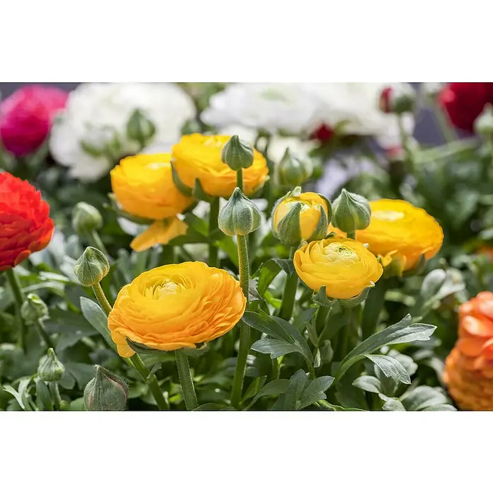 Piardino Ranunkel - Ranunculus Hybride, Topfgröße: 23 cm - Nahaufnahme von leuchtend gelben Ranunkeln und Knospen, die verschiedene Blühstadien zeigen.