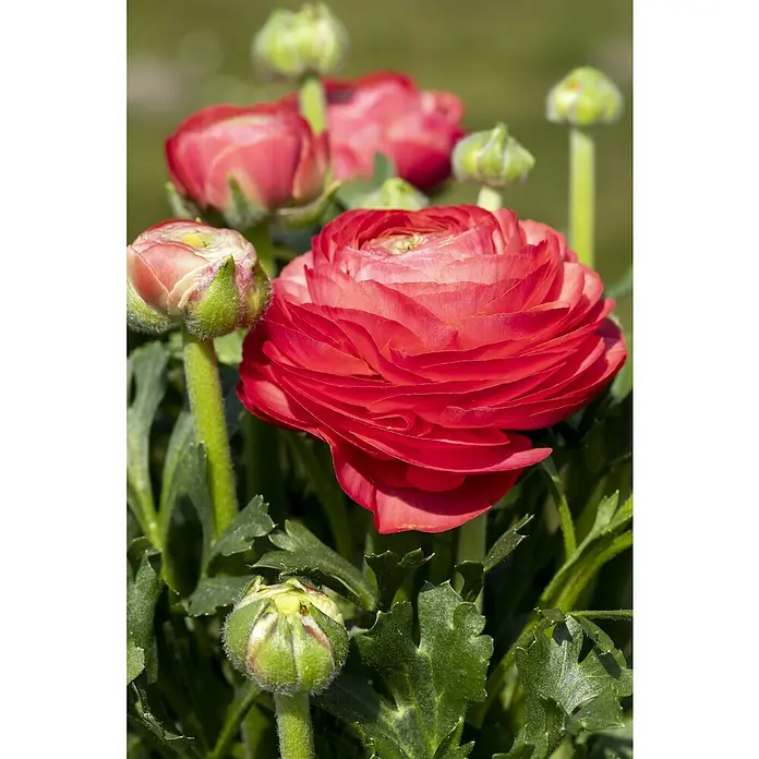 Piardino Ranunkel - Ranunculus Hybride, Topfgröße: 23 cm - Rote Ranunkelblüte mit vielen geschichteten Blütenblättern, umgeben von grünen Knospen und Blättern.