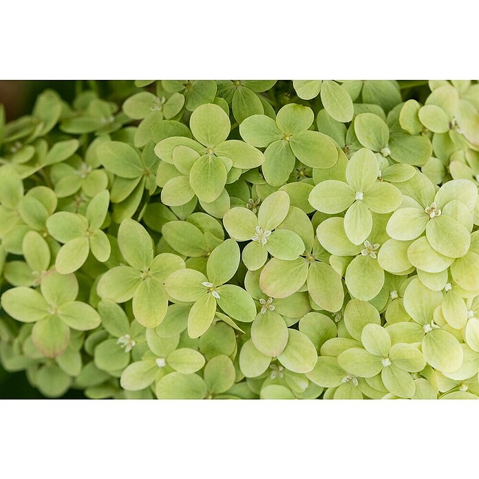 Hydrangea paniculata3 Kyushu