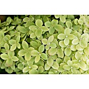 Hydrangea paniculata3 Kyushu