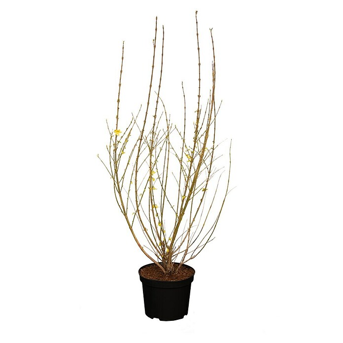Piardino Forsythie (Forsythia x intermedia in Sorten, Topfgröße: 18 cm, Gelb) | BAUHAUS