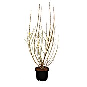 Piardino Forsythie (Forsythia x intermedia in Sorten, Topfgröße: 18 cm, Gelb) | BAUHAUS
