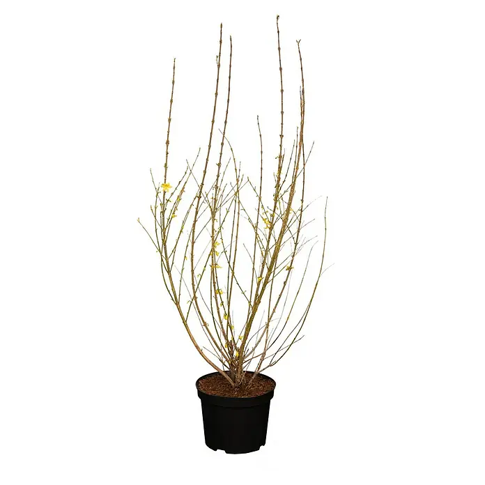 Piardino Forsythie - Forsythia x intermedia in Sorten, Topfgröße: 18 cm, Gelb - Topf-Forsythie mit kahlen Ästen und kleinen gelben Blüten in schwarzem Topf.