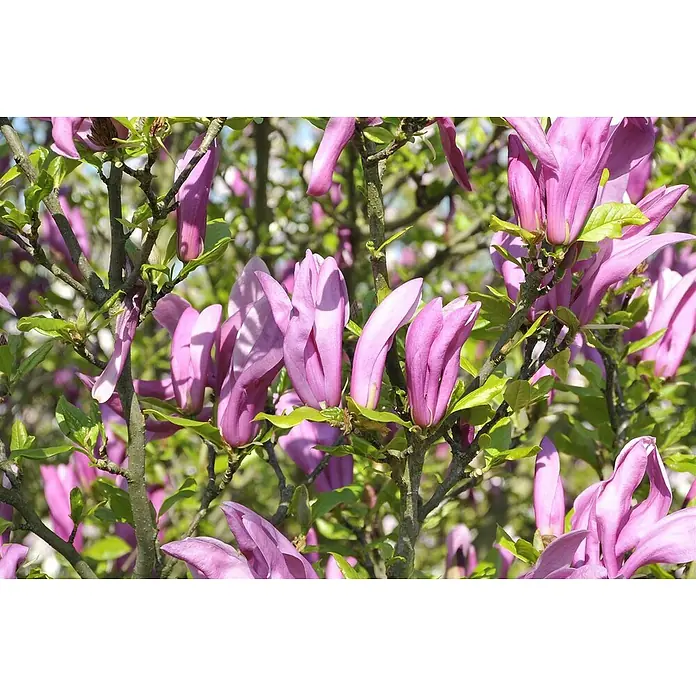 Piardino Magnolie - Magnolia liliiflora verschiedene Sorten, Topfgröße: 23 cm - Nahaufnahme von rosa Magnolienblüten und grünen Blättern an einem Baum.