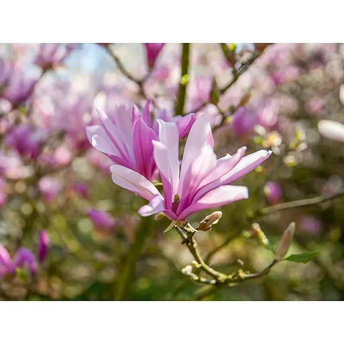 Piardino Magnolie - Magnolia liliiflora verschiedene Sorten, Topfgröße: 23 cm - Nahaufnahme leuchtend pinker und hellvioletter Magnolienblüten an einem Ast mit weichem, unscharfem Hintergrund weiterer Blüten.