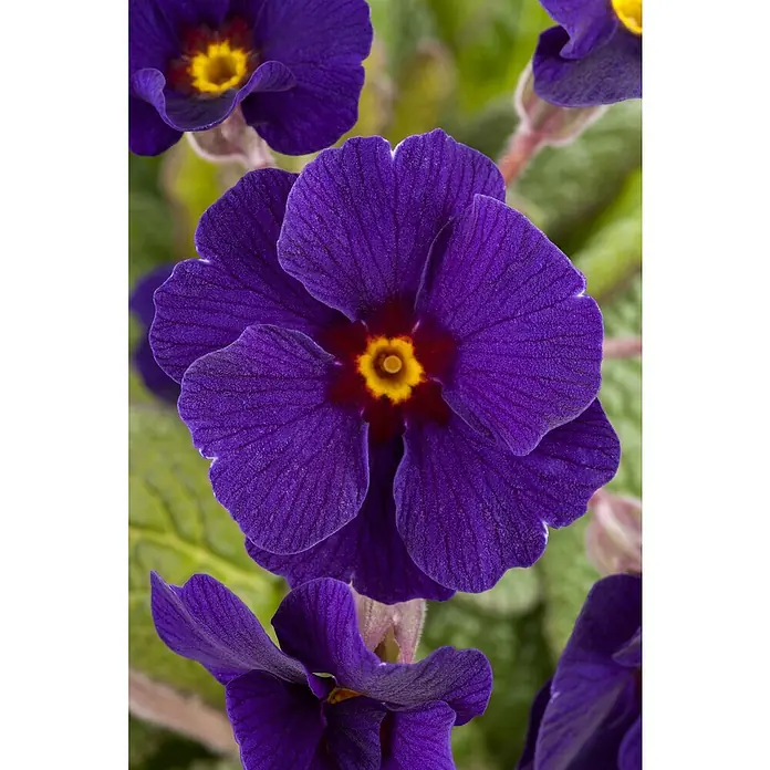 Piardino Primel - Primula elatior, Topfgröße: 13 cm - Eine leuchtend tiefviolette Primelblüte mit strukturierten Blütenblättern und einem leuchtend gelben, rot umrandeten Zentrum.