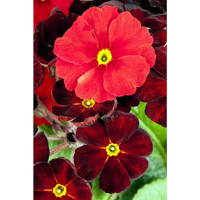 Piardino Primel - Primula elatior, Topfgröße: 13 cm - Nahaufnahme von leuchtend roten und dunkelroten Blüten mit gelben Zentren, zusammen gruppiert.