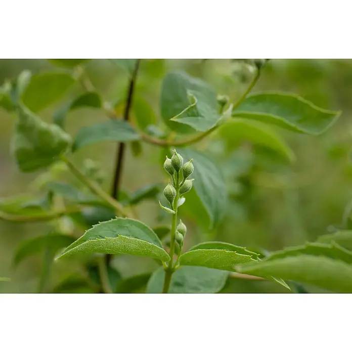 Piardino Jasmin - Philadelphus coronarius 'Schneesturm', Topfgröße: 18 cm - Gruppe kleiner, grüner, flaumiger Pflanzenknospen am Stiel.