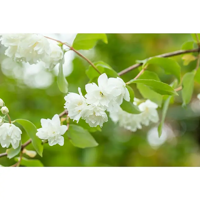 Piardino Jasmin - Philadelphus coronarius 'Schneesturm', Topfgröße: 18 cm - Weiße, gefüllte Blüten blühen an einem Ast mit grünen Blättern.
