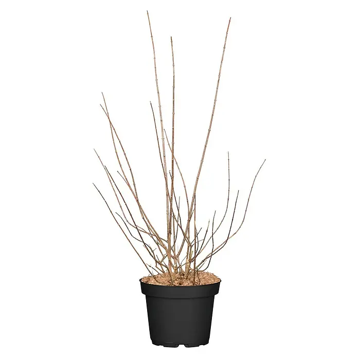 Piardino Jasmin - Philadelphus coronarius 'Schneesturm', Topfgröße: 18 cm - Blattlose Pflanze mit dünnen braunen Ästen in einem schwarzen Topf mit Holzmulch.