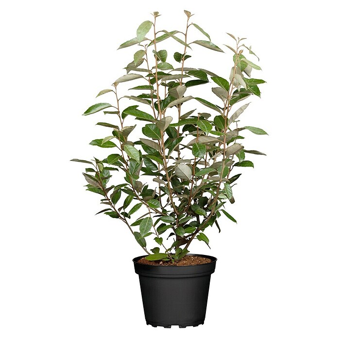 Piardino Wintergrüne Ölweide (Elaeagnus ebbingei, Topfgröße: 18 cm) | BAUHAUS