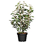 Piardino Wintergrüne Ölweide (Elaeagnus ebbingei, Topfgröße: 18 cm) | BAUHAUS