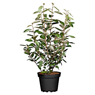 Piardino Wintergrüne Ölweide (Elaeagnus ebbingei, Topfgröße: 18 cm)