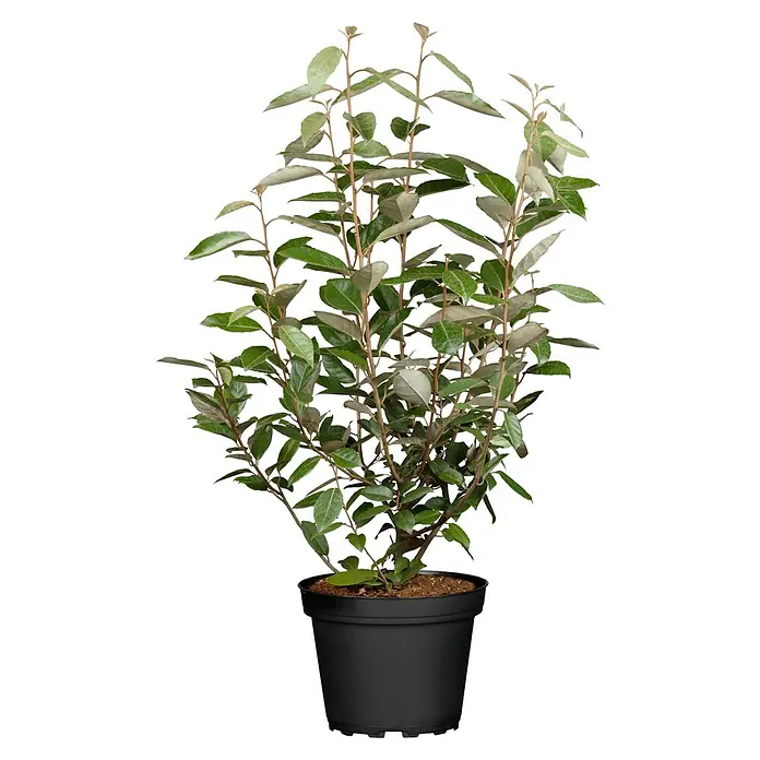 Piardino Wintergrüne Ölweide - Elaeagnus ebbingei, Topfgröße: 18 cm - Kompakte grüne Blattpflanze mit rötlich-braunen Stielen in einem einfachen runden schwarzen Plastiktopf.