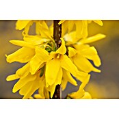 Piardino Forsythie (Forsythia x intermedia in Sorten, Topfgröße: 18 cm, Gelb) | BAUHAUS