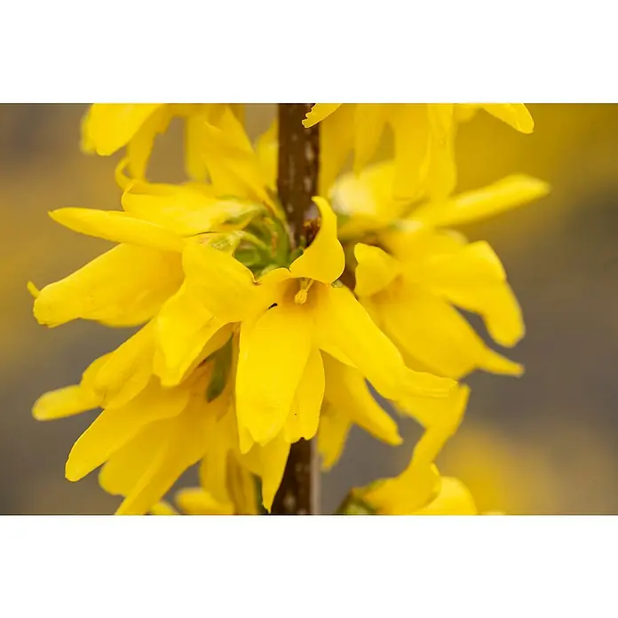 Piardino Forsythie - Forsythia x intermedia in Sorten, Topfgröße: 18 cm, Gelb - Nahaufnahme von leuchtend gelben Forsythienblüten mit zarten Blütenblättern an einem braunen Zweig.