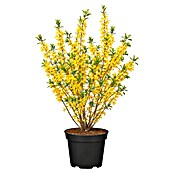 Piardino Forsythie (Forsythia x intermedia in Sorten, Topfgröße: 18 cm, Gelb) | BAUHAUS