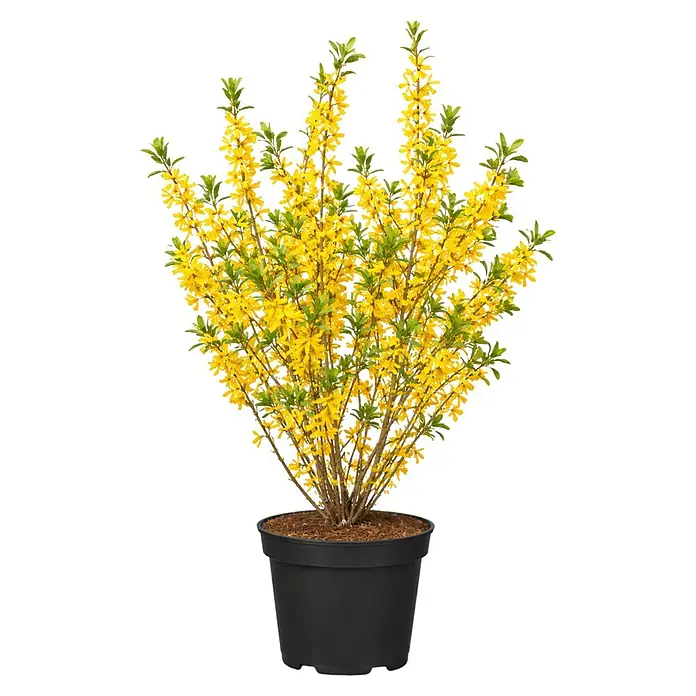Piardino Forsythie - Forsythia x intermedia in Sorten, Topfgröße: 18 cm, Gelb - Leuchtend gelber Forsythienbusch in voller Blüte im schwarzen Topf.