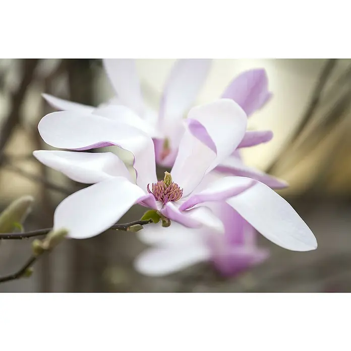 Piardino Magnolie - Magnolia liliiflora verschiedene Sorten, Topfgröße: 23 cm - Nahaufnahme einer blühenden Magnolie mit weißen, rosa geränderten Blütenblättern und violetter Mitte.