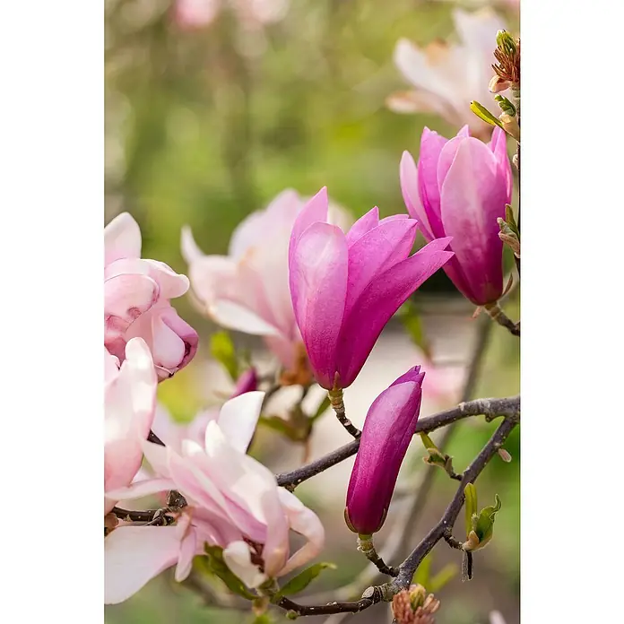 Piardino Magnolie - Magnolia liliiflora verschiedene Sorten, Topfgröße: 23 cm - Leuchtend rosa und fuchsia Magnolienblüten und -knospen an einem Zweig.