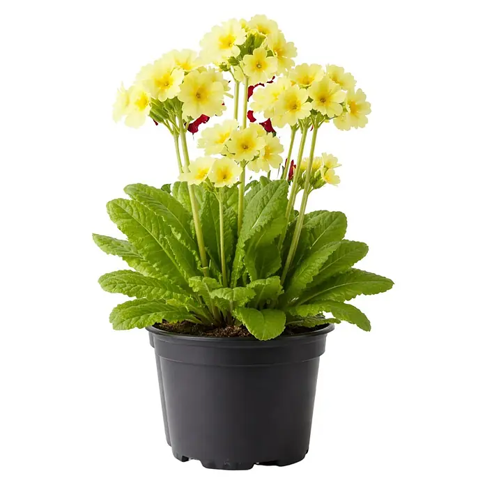 Piardino Primel - Primula elatior, Topfgröße: 13 cm - Topfpflanze mit leuchtend gelben Blüten und grünen Blättern in einem schwarzen Topf.