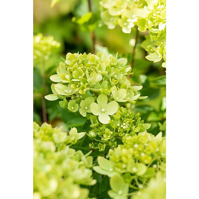 Hydrangea paniculata3 Kyushu