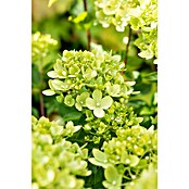 Hydrangea paniculata3 Kyushu