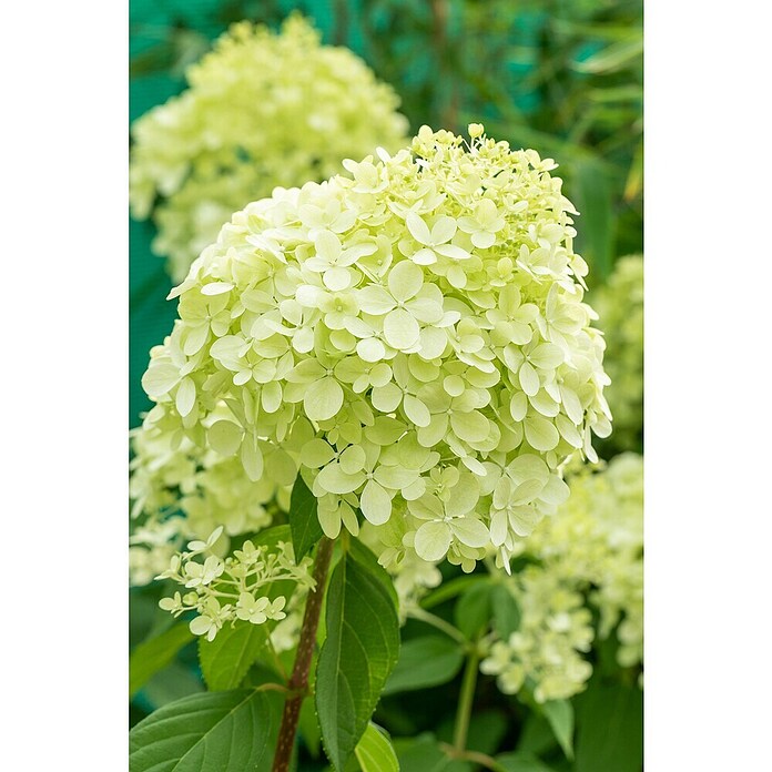 Hydrangea paniculata3 Kyushu