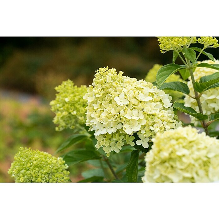 Hydrangea paniculata3 Kyushu
