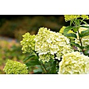 Hydrangea paniculata3 Kyushu