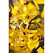 Piardino Forsythie (Forsythia x intermedia in Sorten, Topfgröße: 18 cm, Gelb) | BAUHAUS