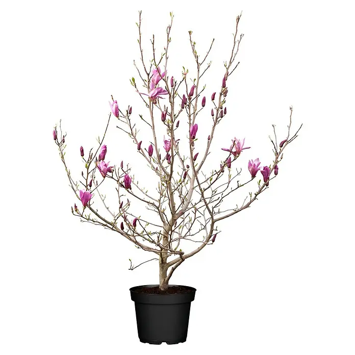 Piardino Magnolie - Magnolia liliiflora verschiedene Sorten, Topfgröße: 23 cm - Im Topf gewachsener Magnolienbaum mit rosa Blüten und Knospen an kahlen Ästen, in einem schwarzen Pflanztopf.