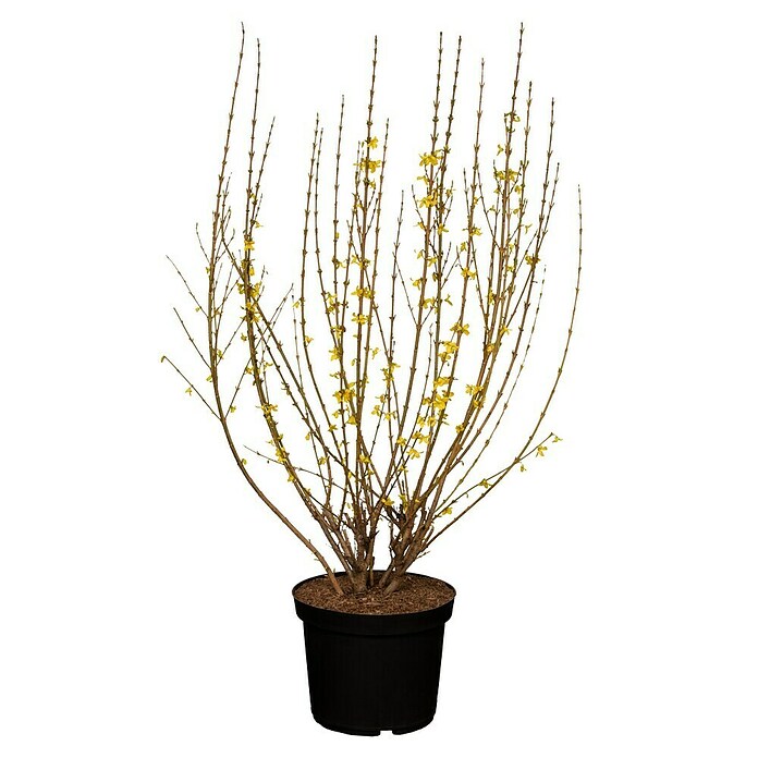 Piardino Forsythie (Forsythia x intermedia in Sorten, Topfgröße: 18 cm, Gelb) | BAUHAUS