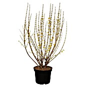 Piardino Forsythie (Forsythia x intermedia in Sorten, Topfgröße: 18 cm, Gelb) | BAUHAUS