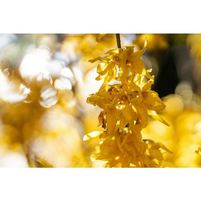 Piardino Forsythie (Forsythia x intermedia in Sorten, Topfgröße: 18 cm, Gelb) | BAUHAUS