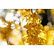 Piardino Forsythie (Forsythia x intermedia in Sorten, Topfgröße: 18 cm, Gelb) | BAUHAUS